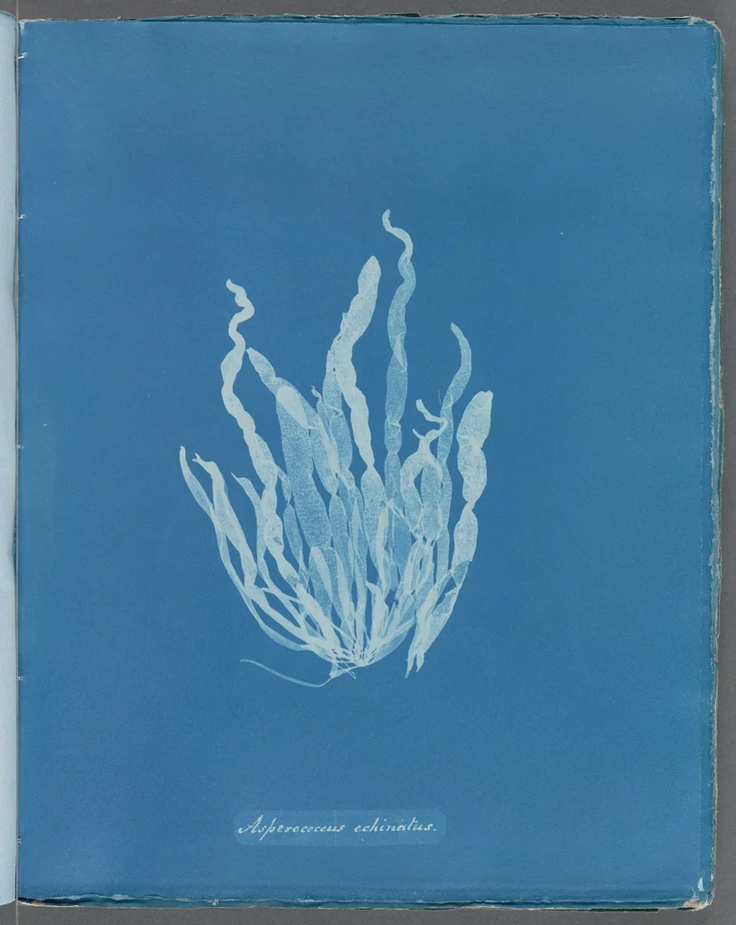 An illustration from Photographs of British algae: cyanotype impressions, 1843, leaf 223