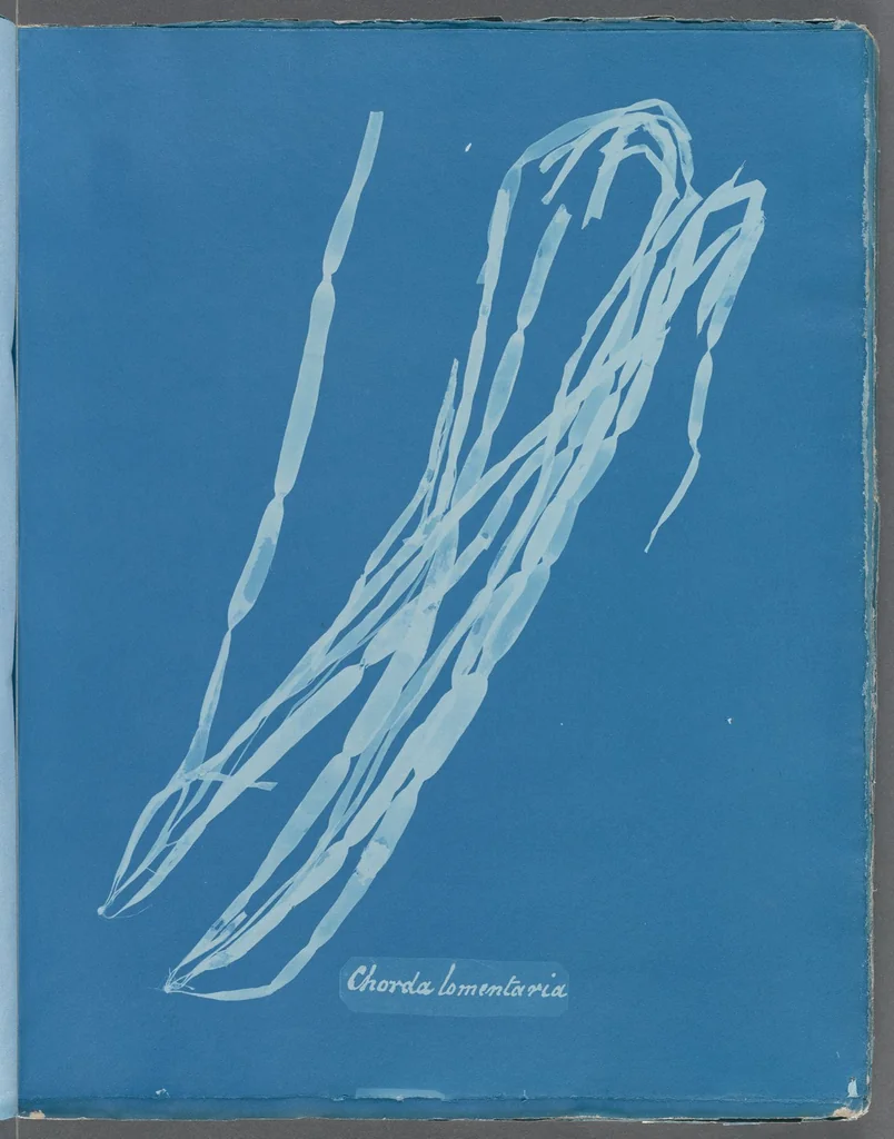 An illustration from Photographs of British algae: cyanotype impressions, 1843, leaf 224