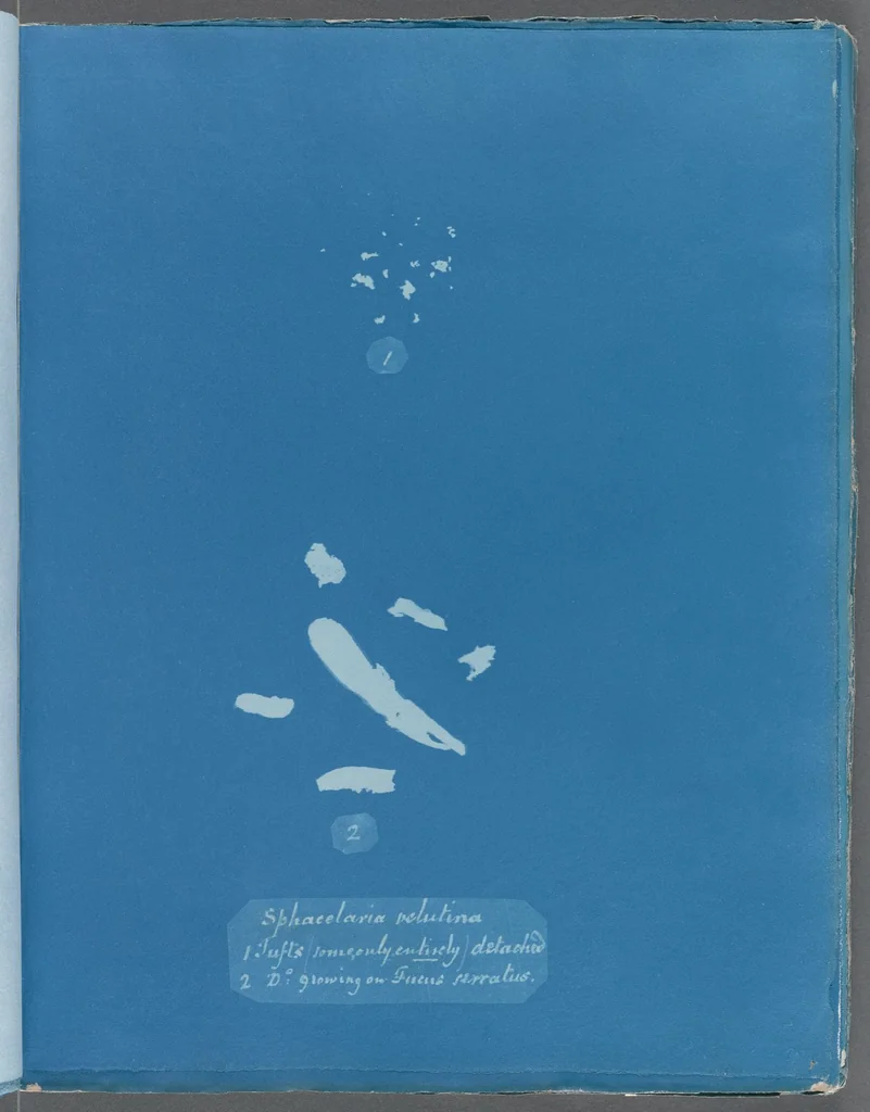An illustration from Photographs of British algae: cyanotype impressions, 1843, leaf 225