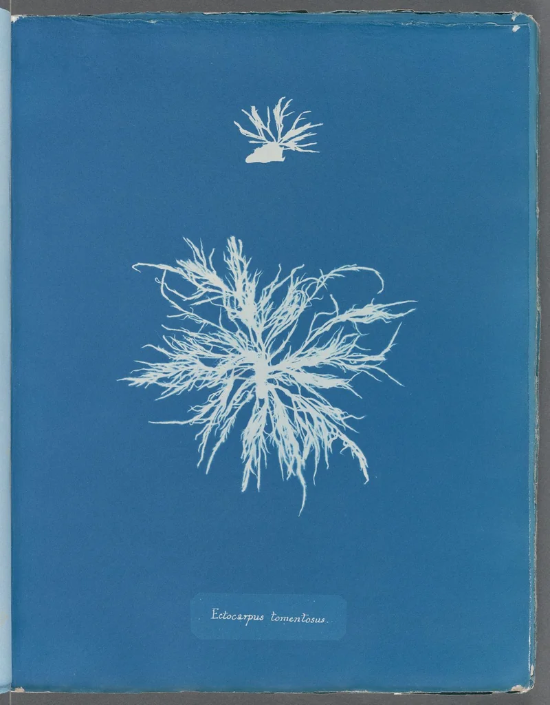 An illustration from Photographs of British algae: cyanotype impressions, 1843, leaf 226