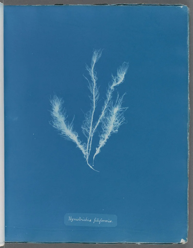An illustration from Photographs of British algae: cyanotype impressions, 1843, leaf 229