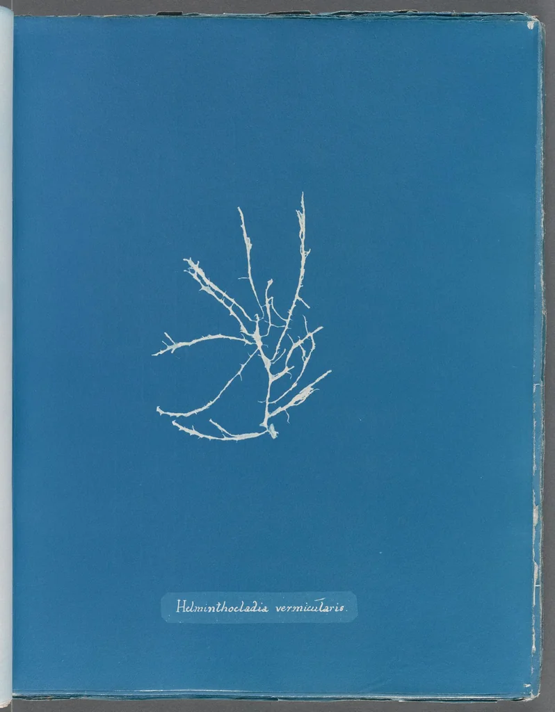 An illustration from Photographs of British algae: cyanotype impressions, 1843, leaf 230