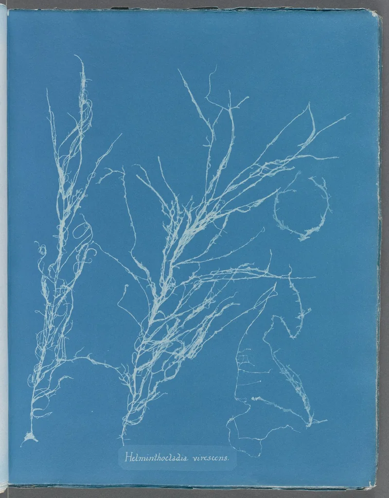 An illustration from Photographs of British algae: cyanotype impressions, 1843, leaf 232