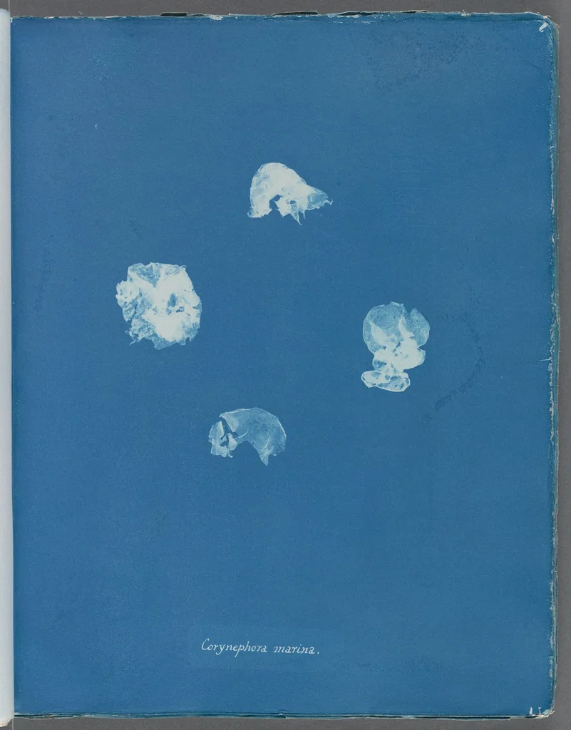 An illustration from Photographs of British algae: cyanotype impressions, 1843, leaf 233