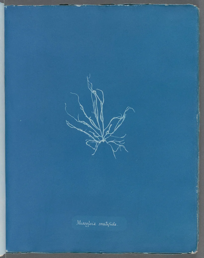 An illustration from Photographs of British algae: cyanotype impressions, 1843, leaf 234