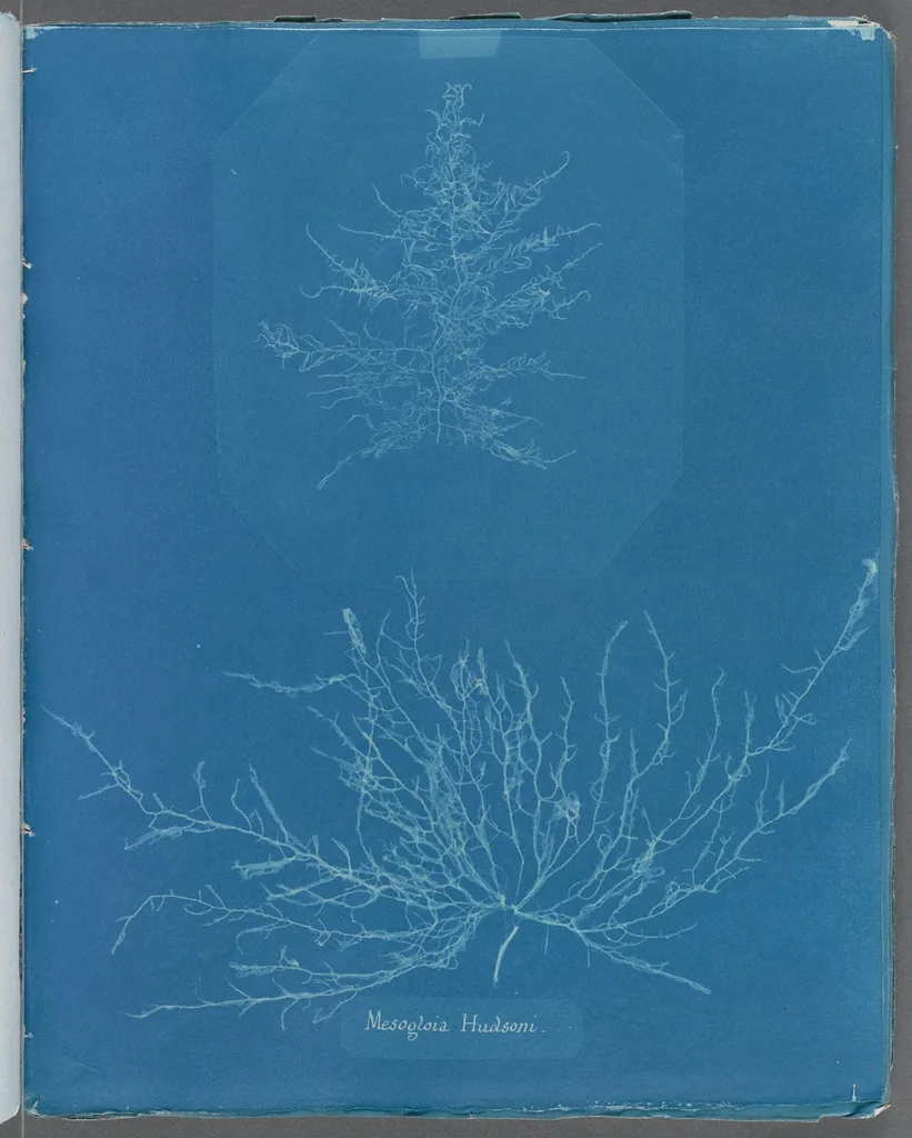 An illustration from Photographs of British algae: cyanotype impressions, 1843, leaf 235