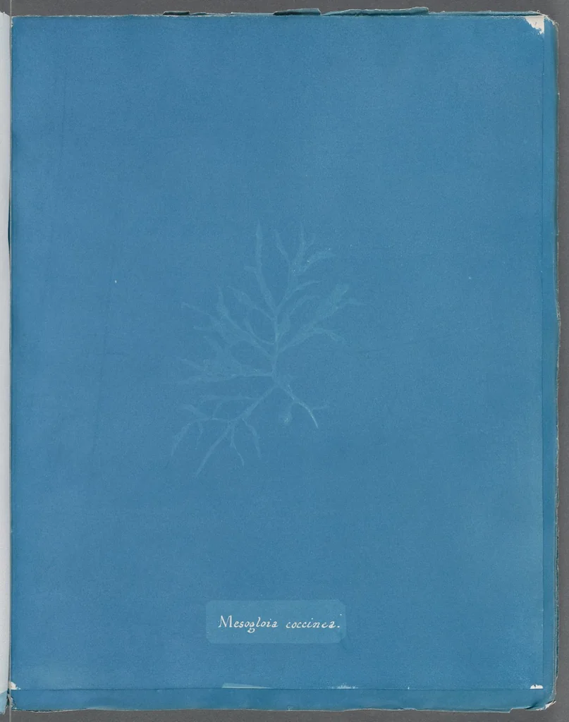 An illustration from Photographs of British algae: cyanotype impressions, 1843, leaf 237