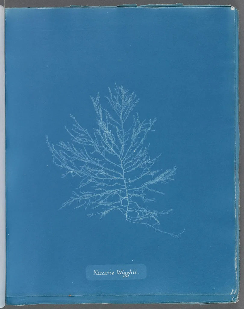 An illustration from Photographs of British algae: cyanotype impressions, 1843, leaf 239