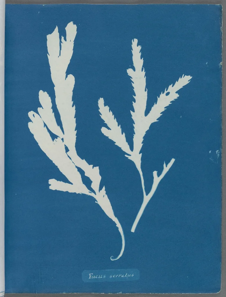 An illustration from Photographs of British algae: cyanotype impressions, 1843, leaf 24