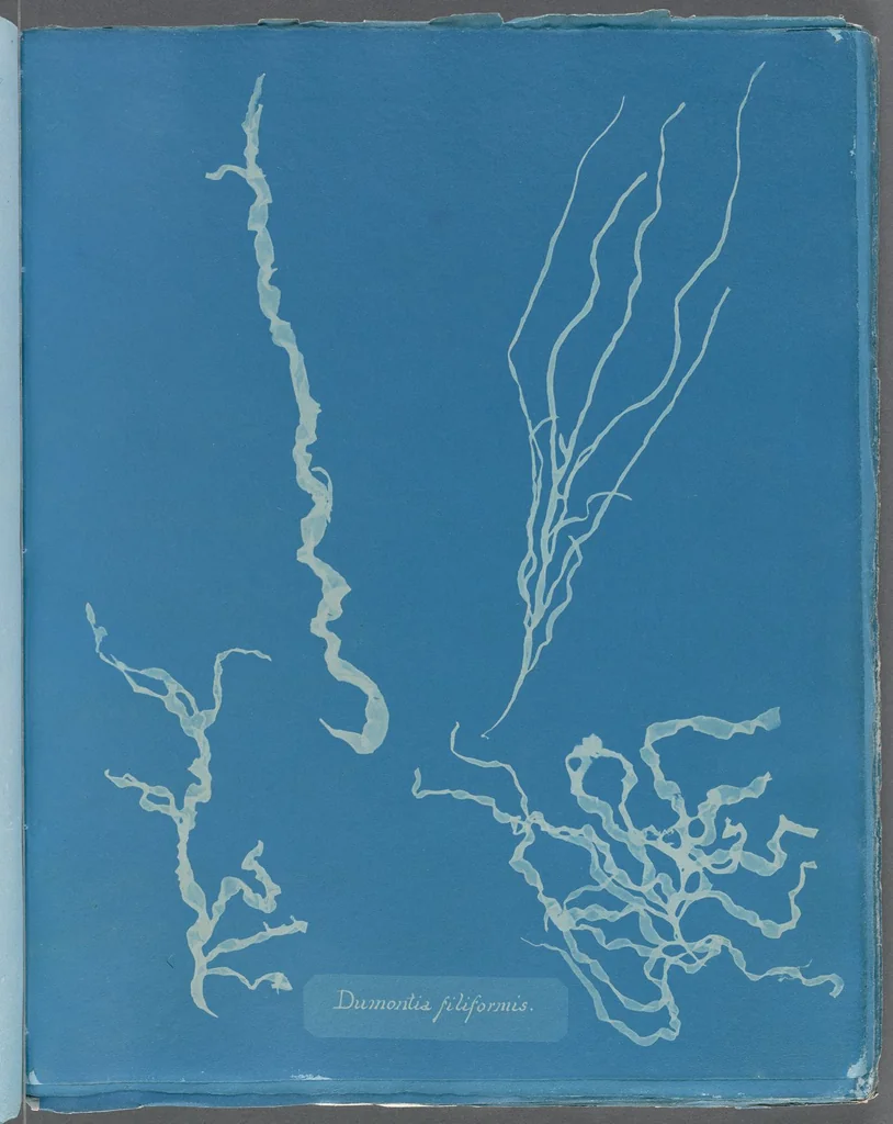 An illustration from Photographs of British algae: cyanotype impressions, 1843, leaf 241