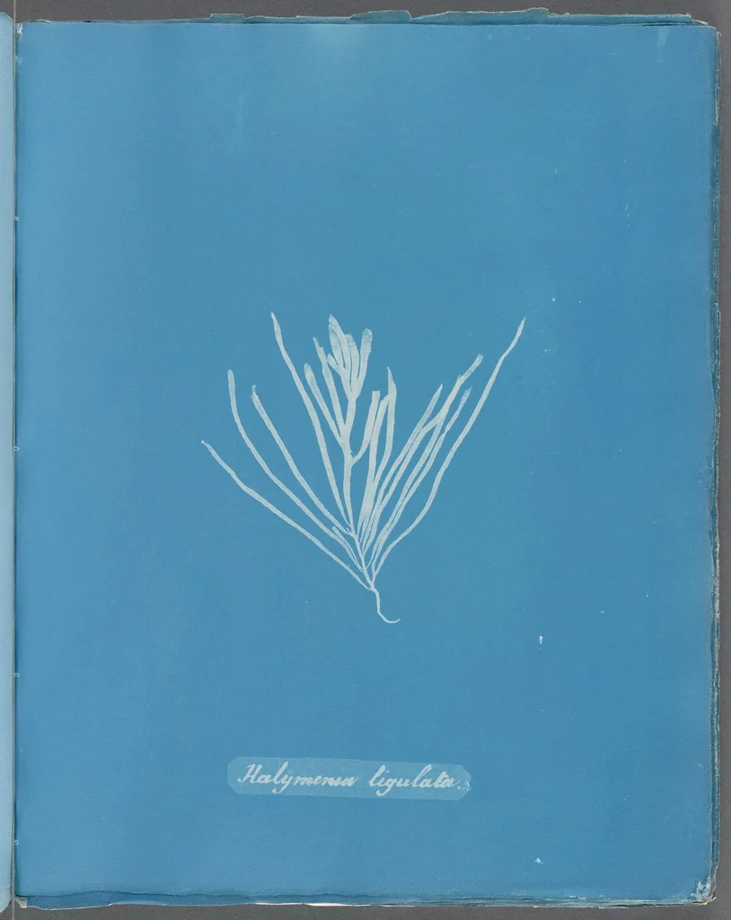 An illustration from Photographs of British algae: cyanotype impressions, 1843, leaf 242