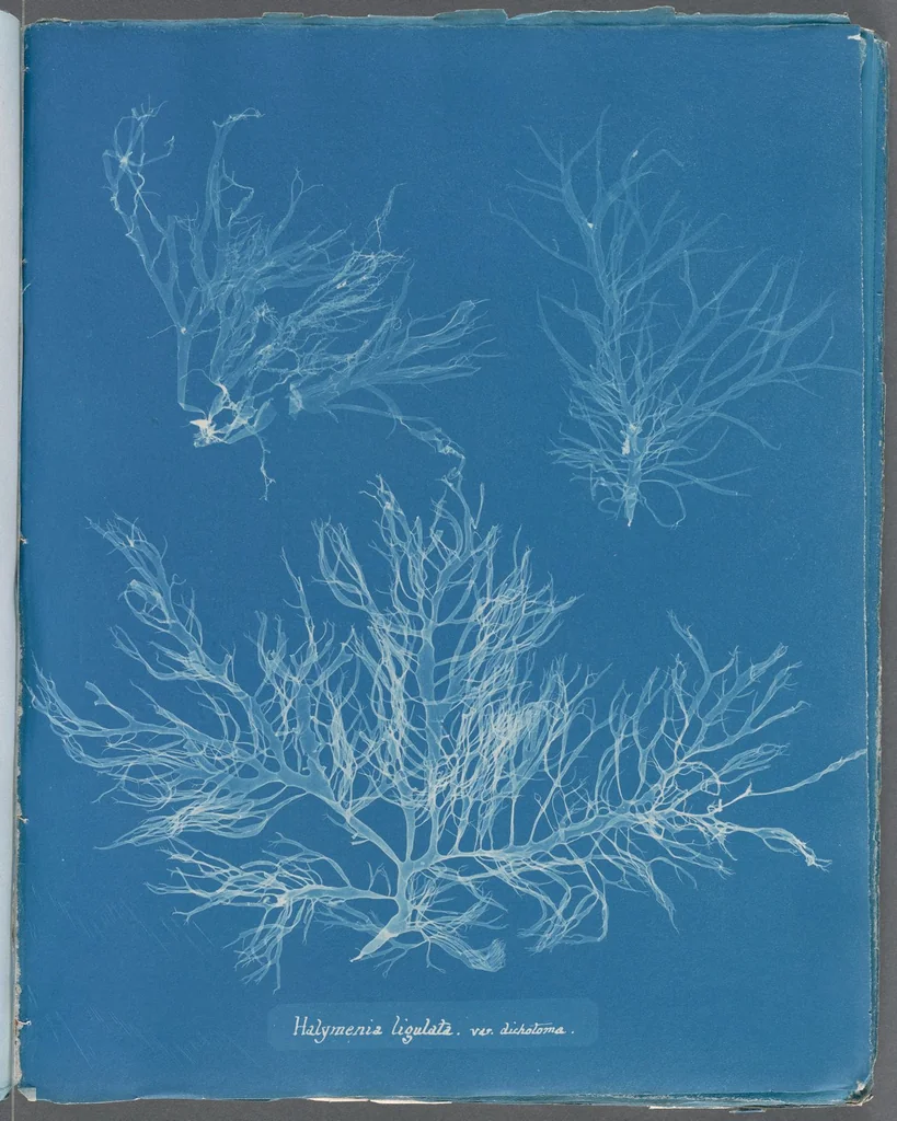 An illustration from Photographs of British algae: cyanotype impressions, 1843, leaf 243