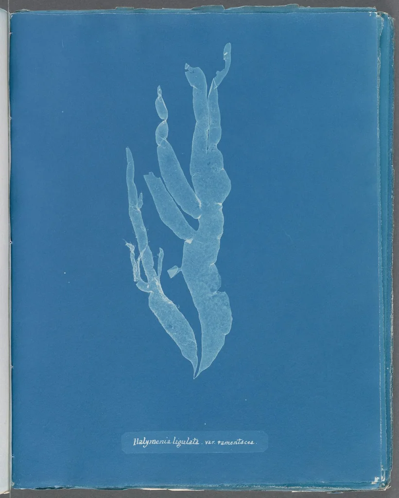 An illustration from Photographs of British algae: cyanotype impressions, 1843, leaf 244