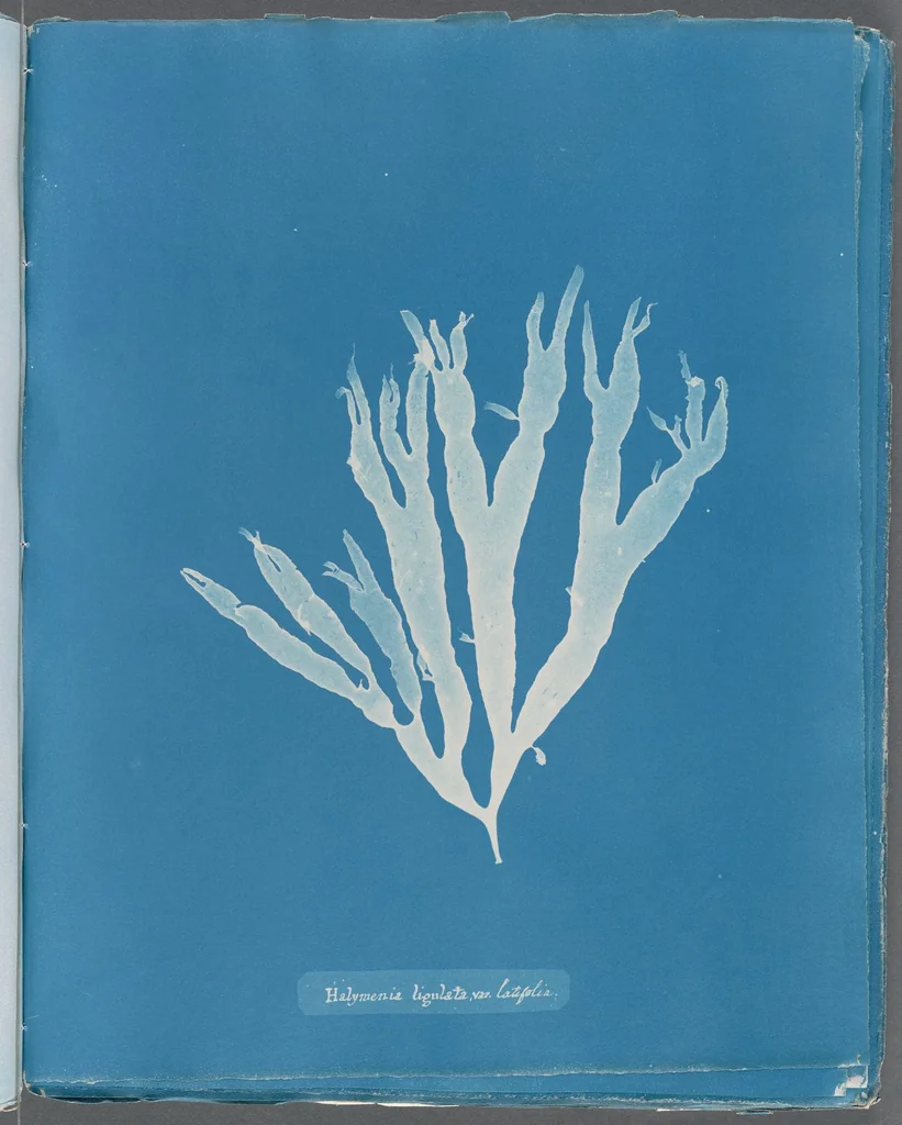 An illustration from Photographs of British algae: cyanotype impressions, 1843, leaf 245