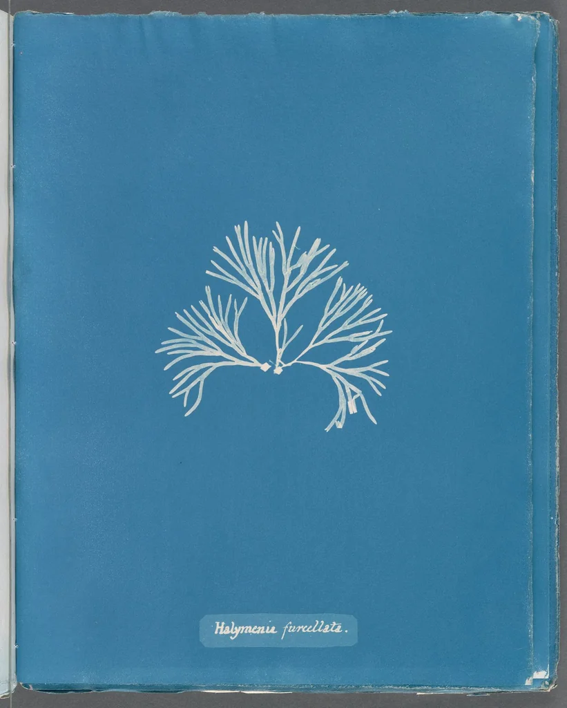 An illustration from Photographs of British algae: cyanotype impressions, 1843, leaf 246