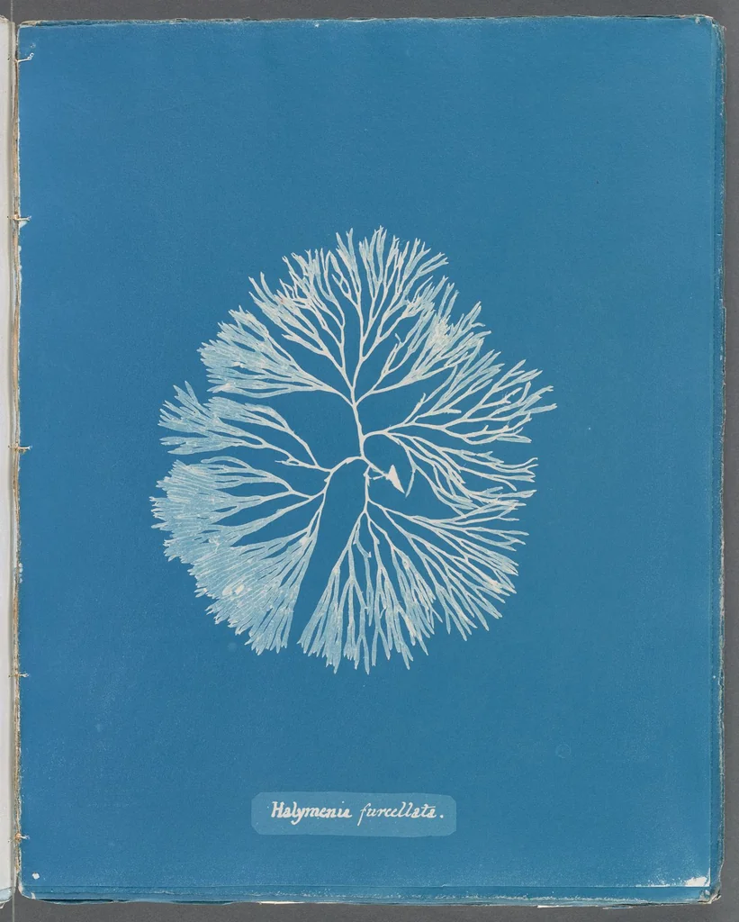 An illustration from Photographs of British algae: cyanotype impressions, 1843, leaf 247