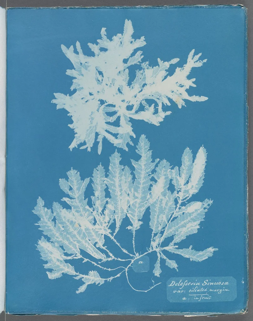 An illustration from Photographs of British algae: cyanotype impressions, 1843, leaf 248