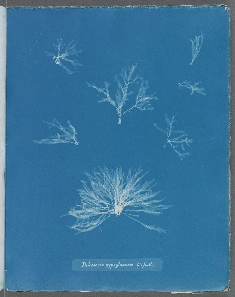 An illustration from Photographs of British algae: cyanotype impressions, 1843, leaf 249