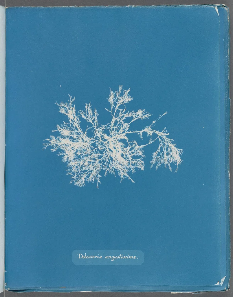 An illustration from Photographs of British algae: cyanotype impressions, 1843, leaf 250