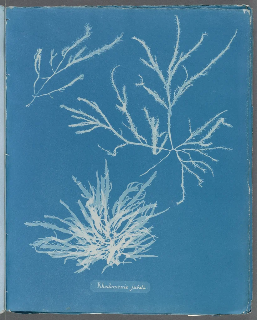 An illustration from Photographs of British algae: cyanotype impressions, 1843, leaf 252