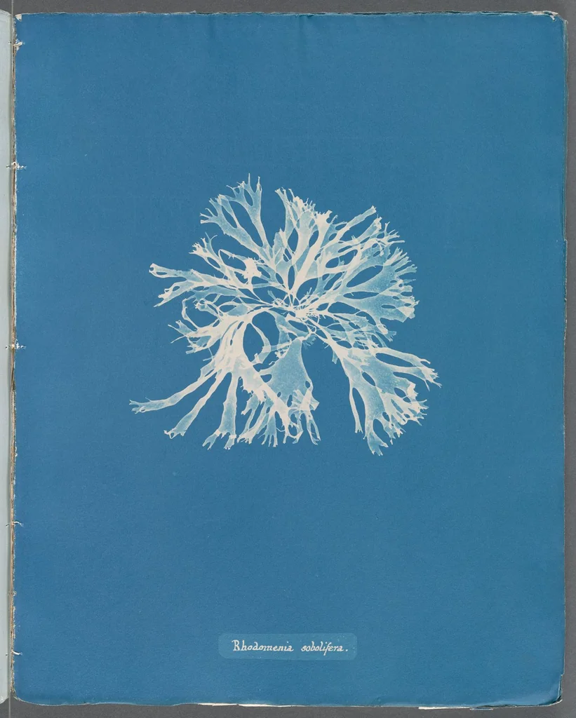 An illustration from Photographs of British algae: cyanotype impressions, 1843, leaf 253