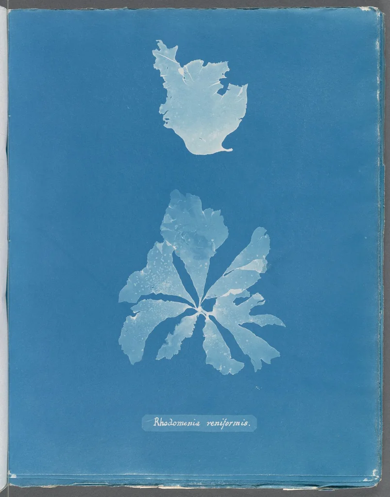 An illustration from Photographs of British algae: cyanotype impressions, 1843, leaf 254