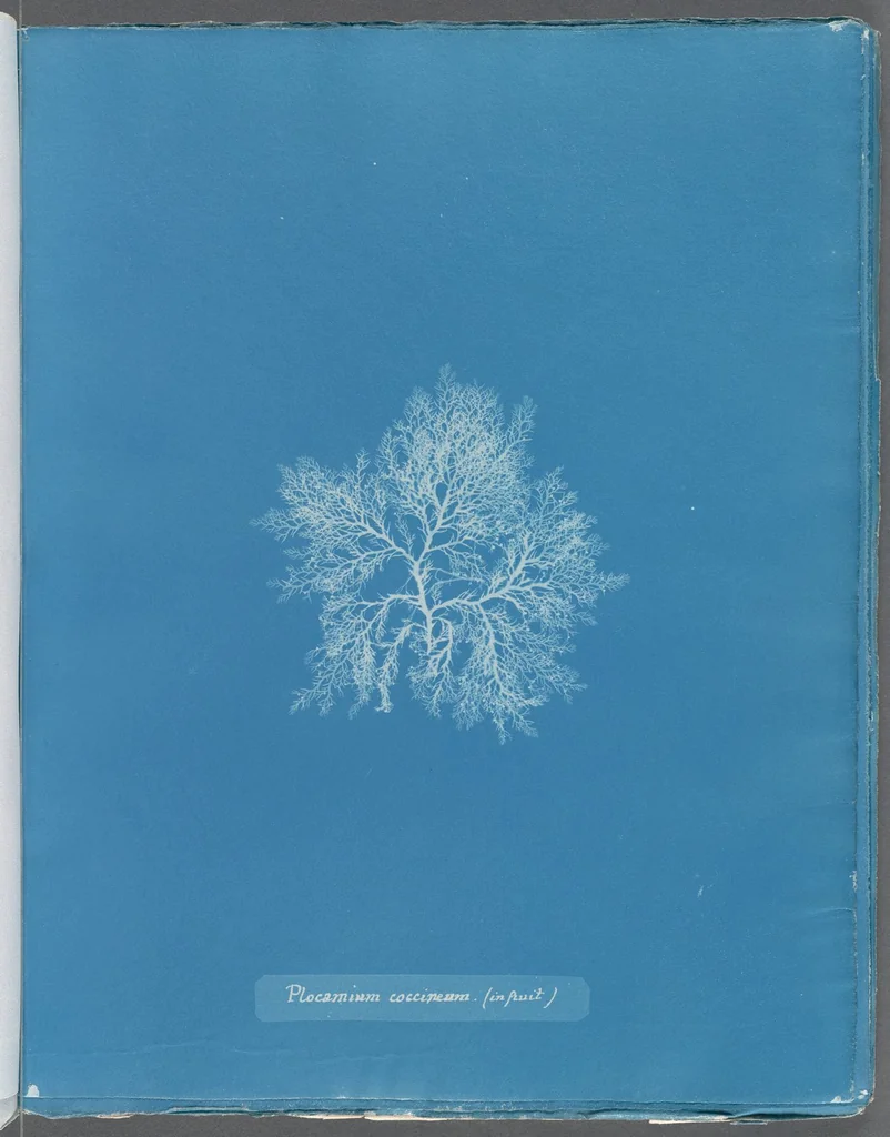An illustration from Photographs of British algae: cyanotype impressions, 1843, leaf 255