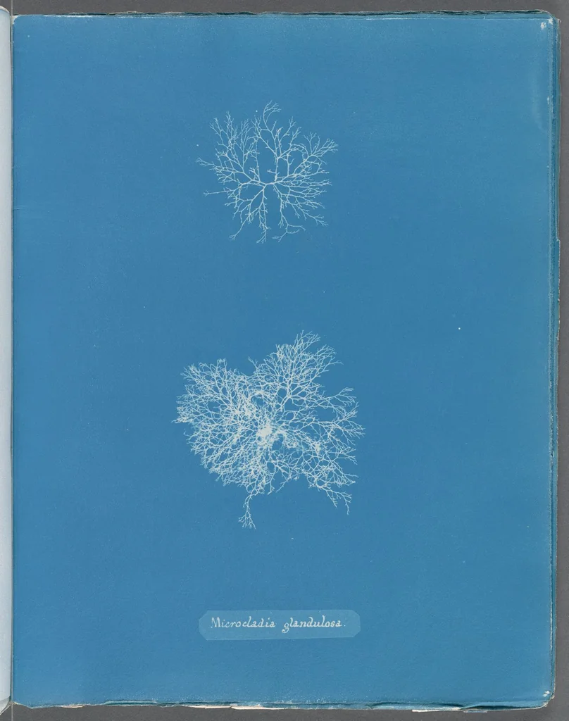 An illustration from Photographs of British algae: cyanotype impressions, 1843, leaf 256