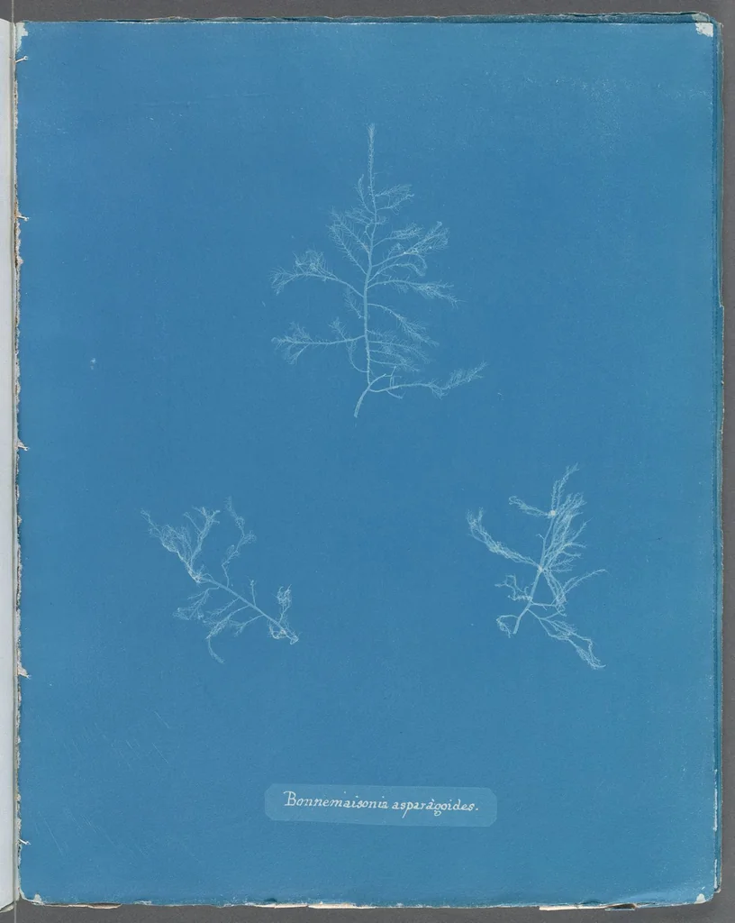 An illustration from Photographs of British algae: cyanotype impressions, 1843, leaf 259