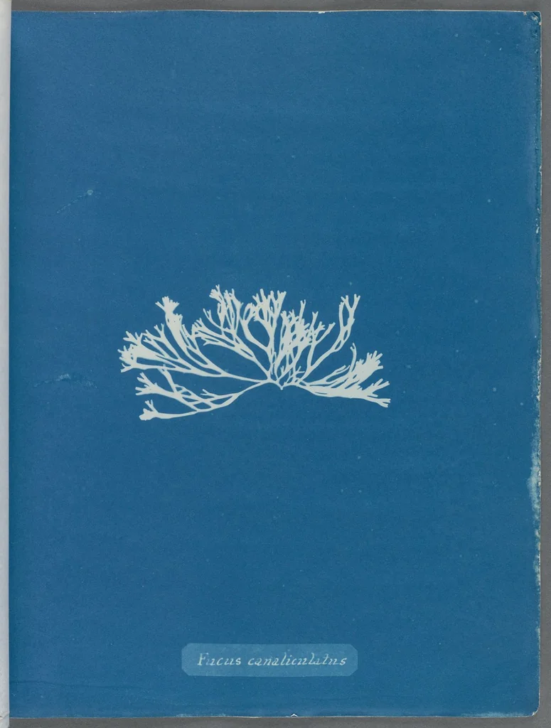 An illustration from Photographs of British algae: cyanotype impressions, 1843, leaf 26