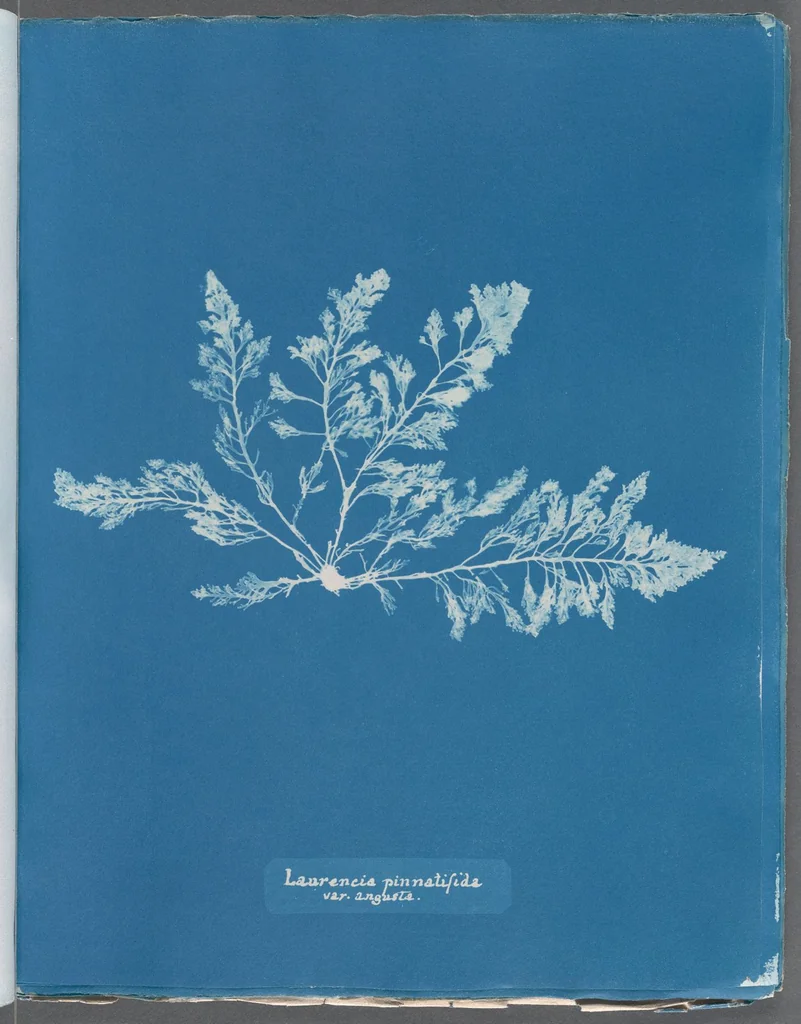 An illustration from Photographs of British algae: cyanotype impressions, 1843, leaf 260