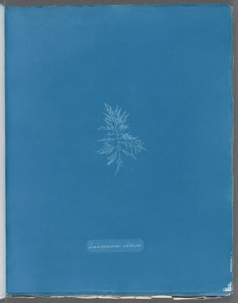 An illustration from Photographs of British algae: cyanotype impressions, 1843, leaf 261