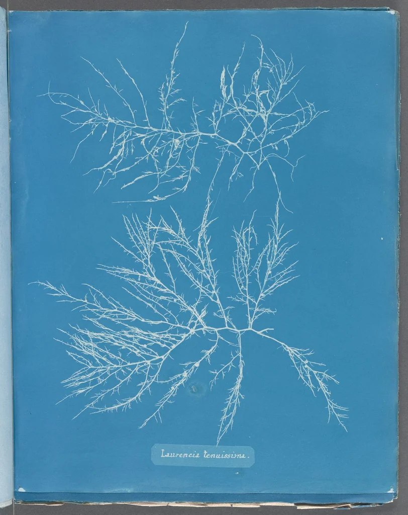 An illustration from Photographs of British algae: cyanotype impressions, 1843, leaf 262