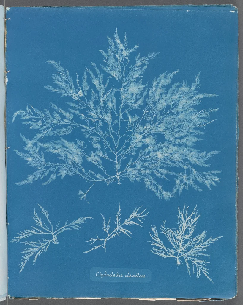 An illustration from Photographs of British algae: cyanotype impressions, 1843, leaf 263