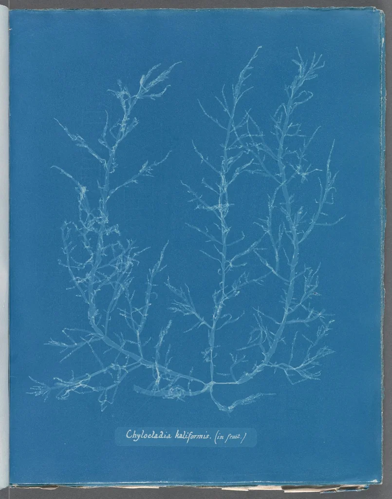 An illustration from Photographs of British algae: cyanotype impressions, 1843, leaf 264