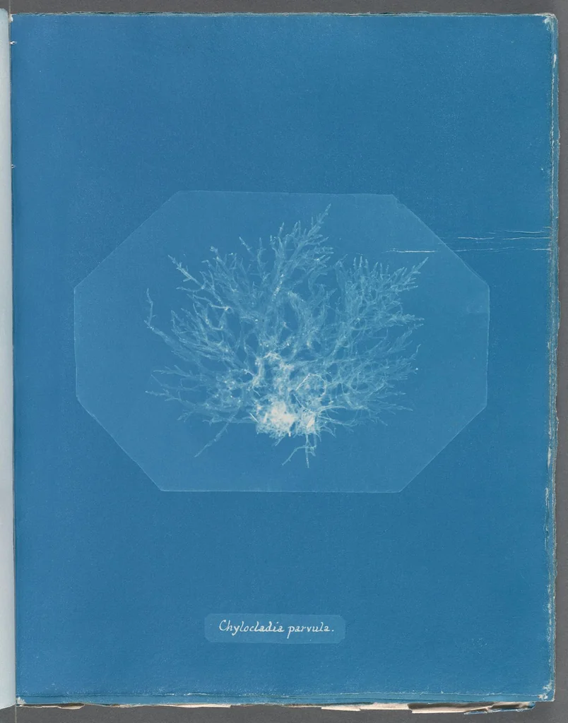 An illustration from Photographs of British algae: cyanotype impressions, 1843, leaf 265