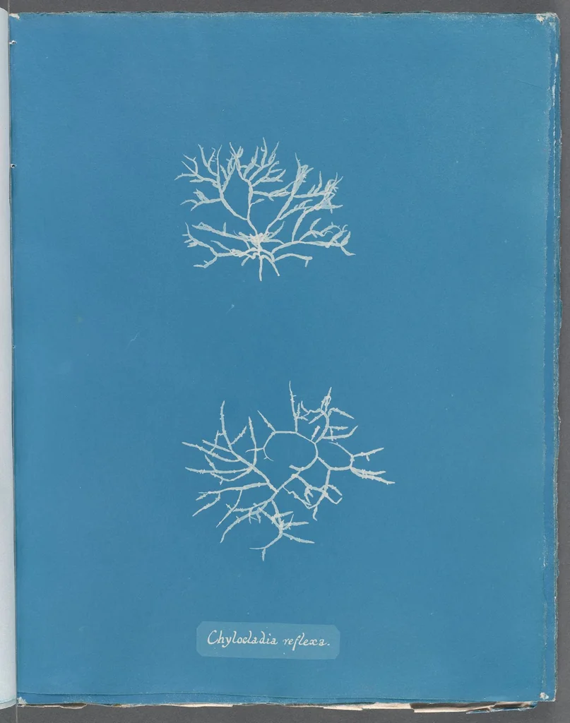 An illustration from Photographs of British algae: cyanotype impressions, 1843, leaf 266