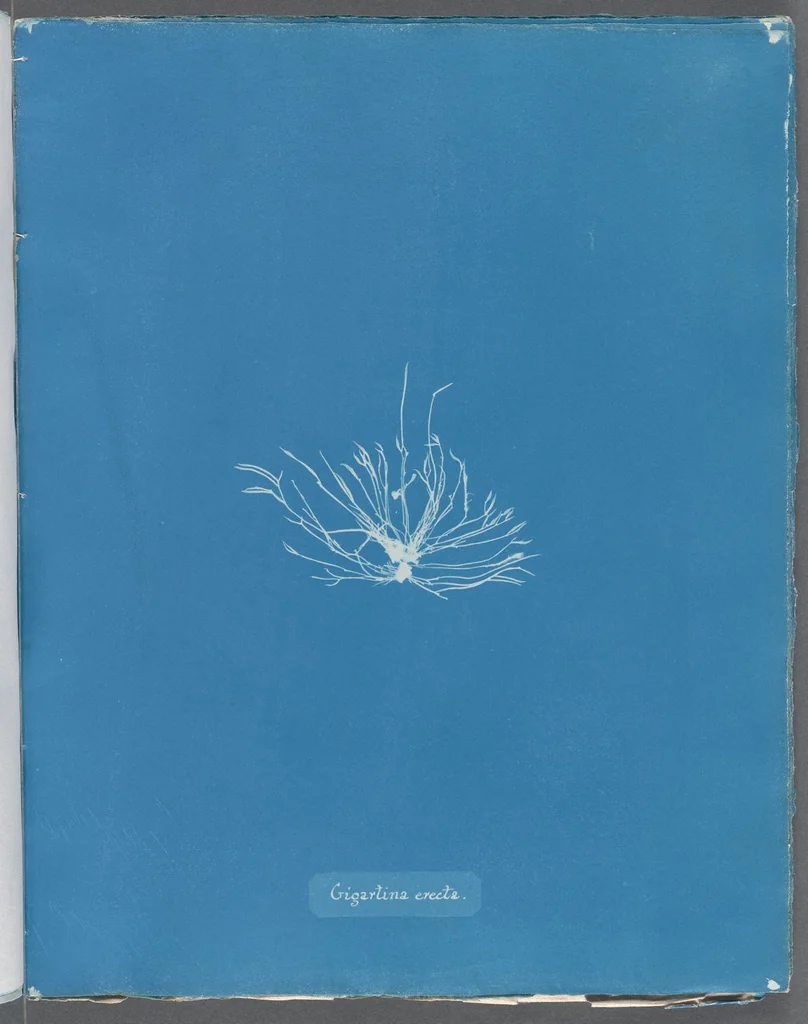 An illustration from Photographs of British algae: cyanotype impressions, 1843, leaf 267