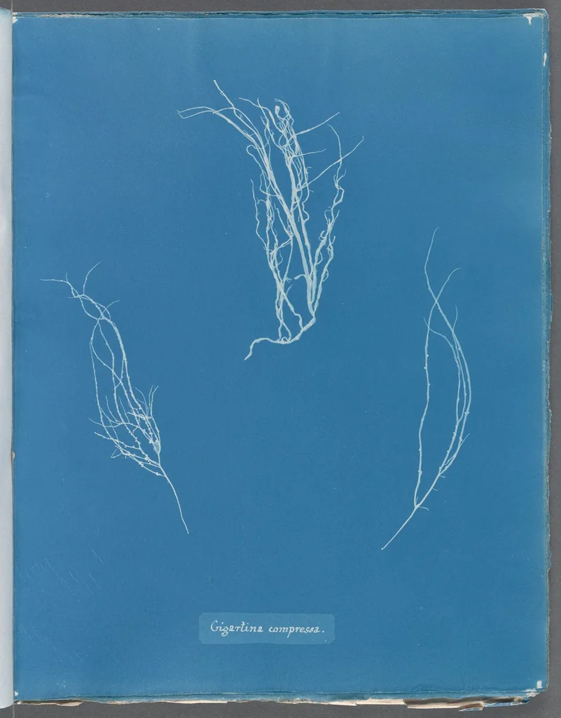 An illustration from Photographs of British algae: cyanotype impressions, 1843, leaf 268