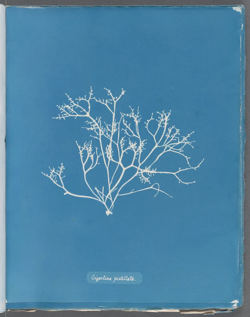 An illustration from Photographs of British algae: cyanotype impressions, 1843, leaf 269