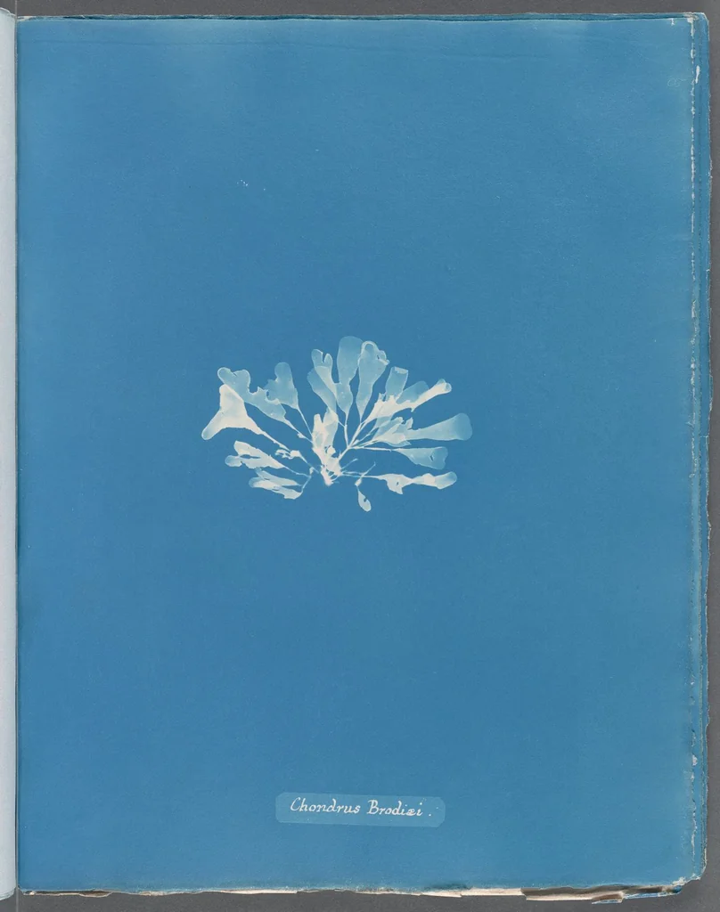 An illustration from Photographs of British algae: cyanotype impressions, 1843, leaf 271