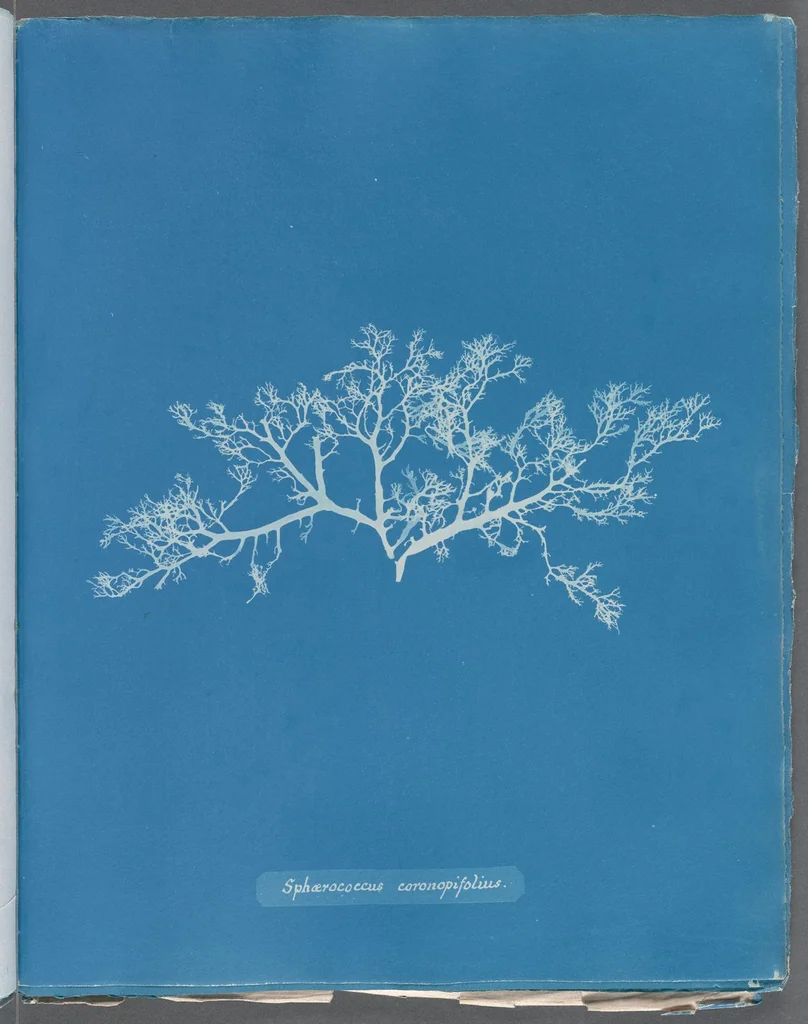 An illustration from Photographs of British algae: cyanotype impressions, 1843, leaf 273