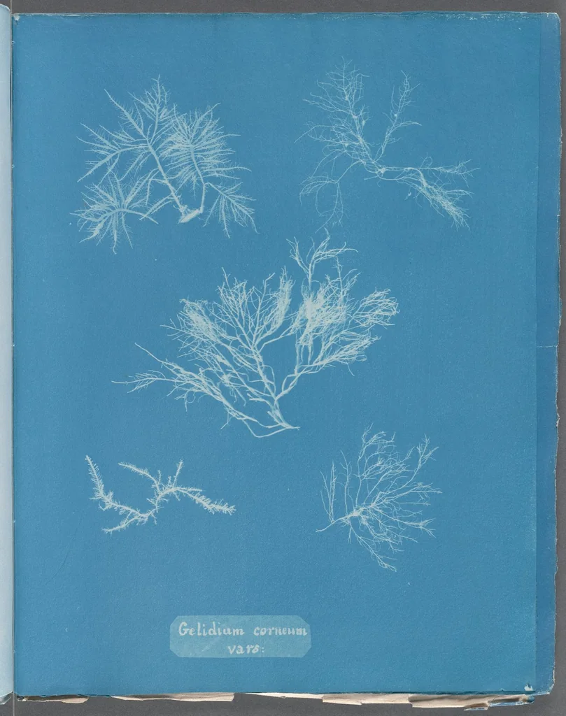 An illustration from Photographs of British algae: cyanotype impressions, 1843, leaf 274