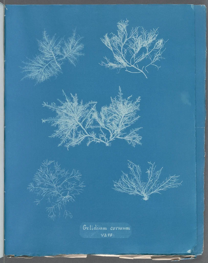 An illustration from Photographs of British algae: cyanotype impressions, 1843, leaf 275