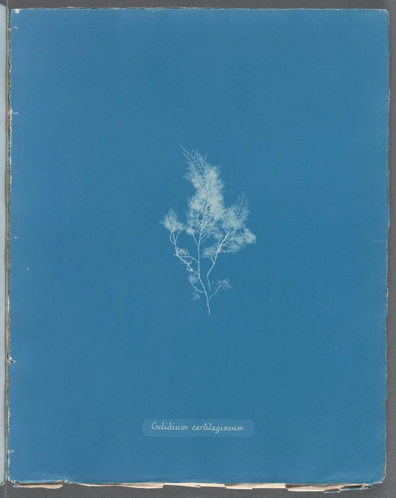 An illustration from Photographs of British algae: cyanotype impressions, 1843, leaf 276
