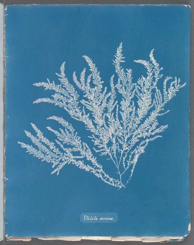 An illustration from Photographs of British algae: cyanotype impressions, 1843, leaf 277