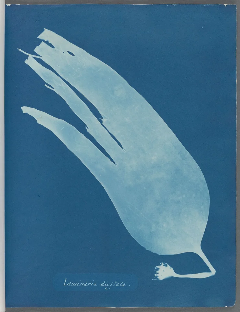 An illustration from Photographs of British algae: cyanotype impressions, 1843, leaf 28