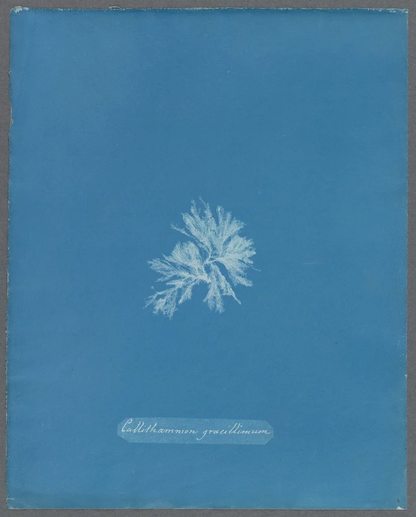 An illustration from Photographs of British algae: cyanotype impressions, 1843, leaf 283