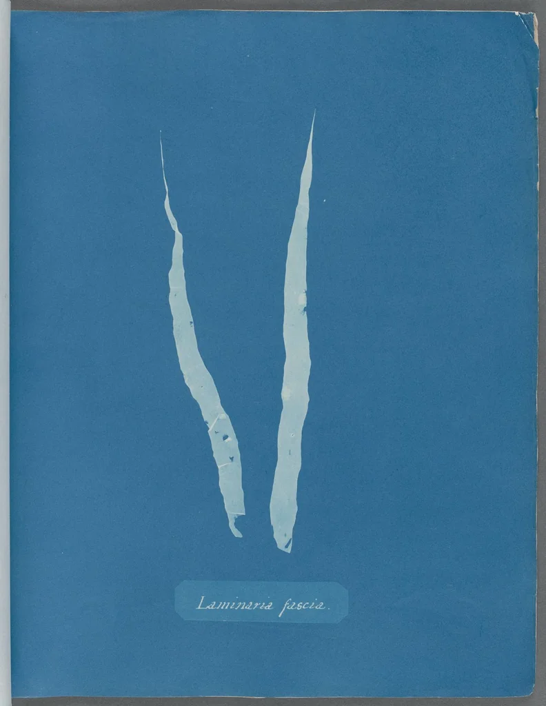 An illustration from Photographs of British algae: cyanotype impressions, 1843, leaf 29