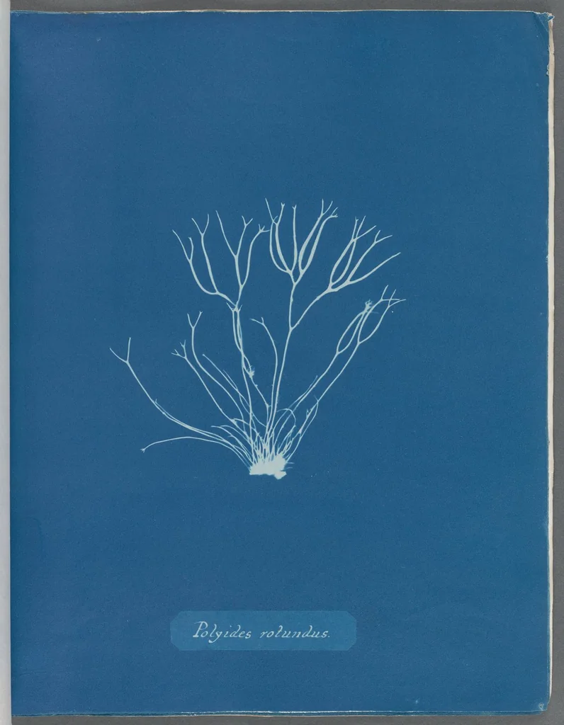 An illustration from Photographs of British algae: cyanotype impressions, 1843, leaf 30